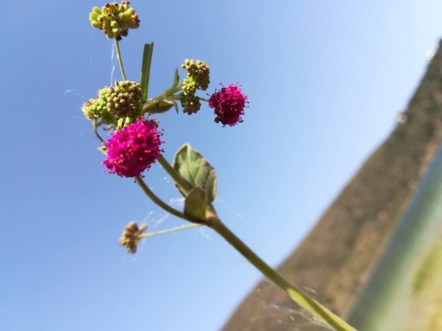Boerhavia scarlatta 10