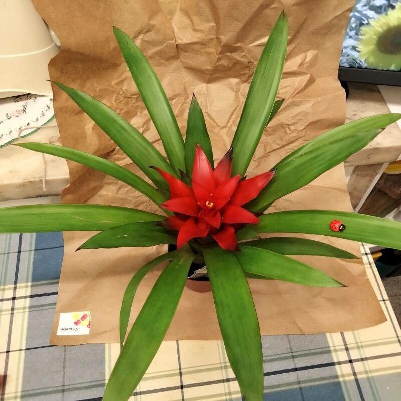 Guzmania lingulata 10
