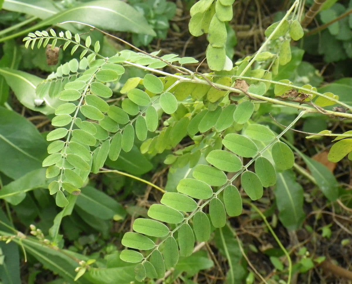 Indaco 29