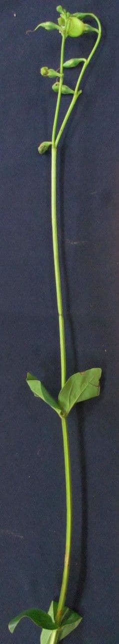 Chelonanthus alatus 10