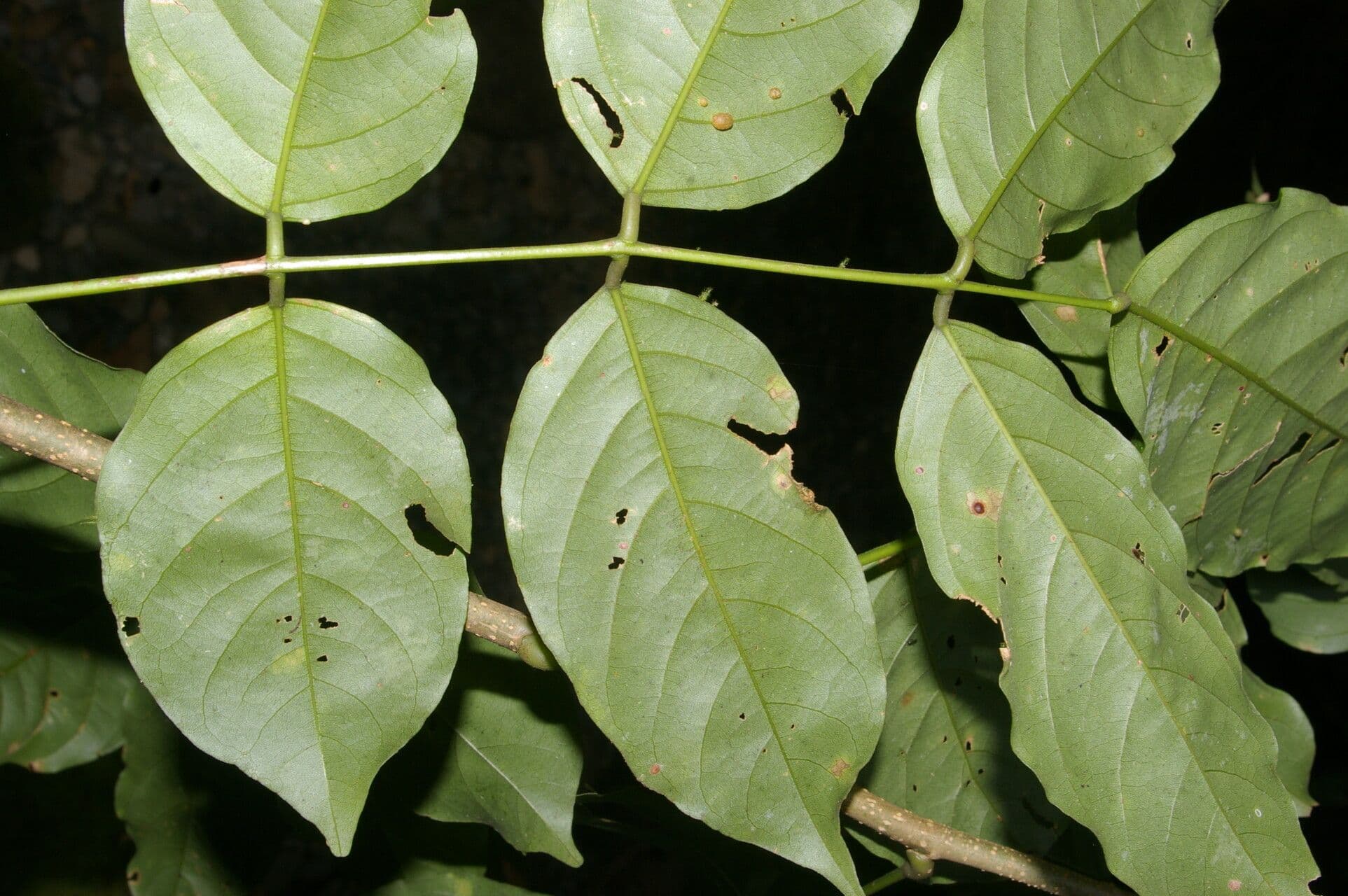 Lonchocarpus 3