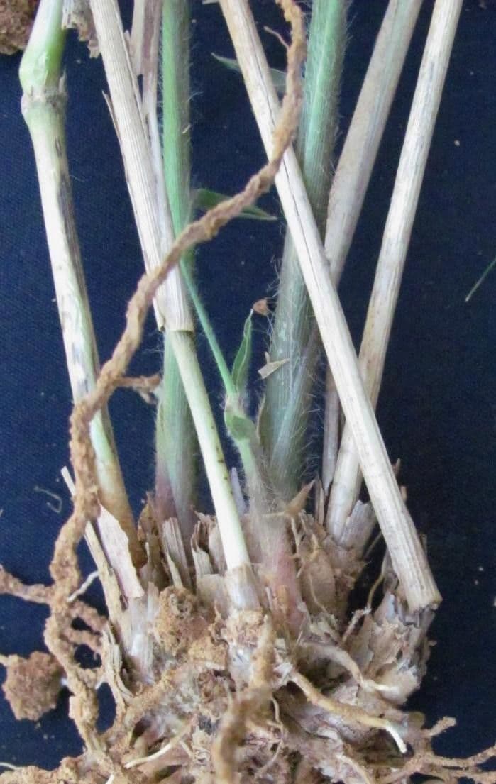 Panicum rudgei 4