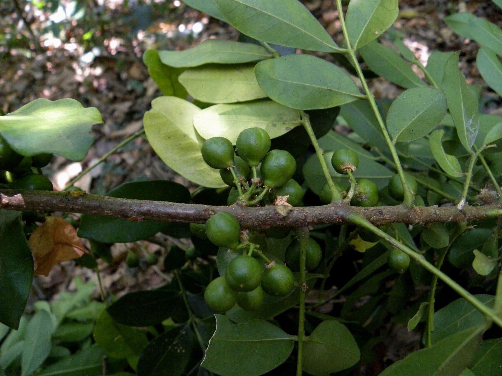Trichilia havanensis 11
