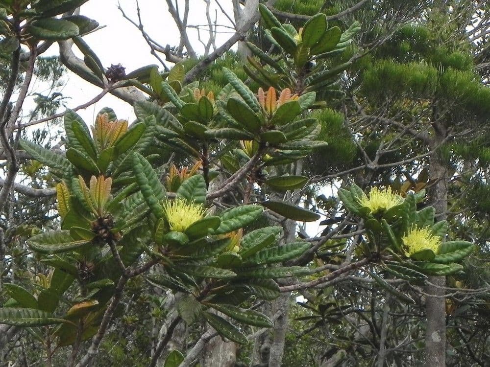Xanthostemon sulfureo 4