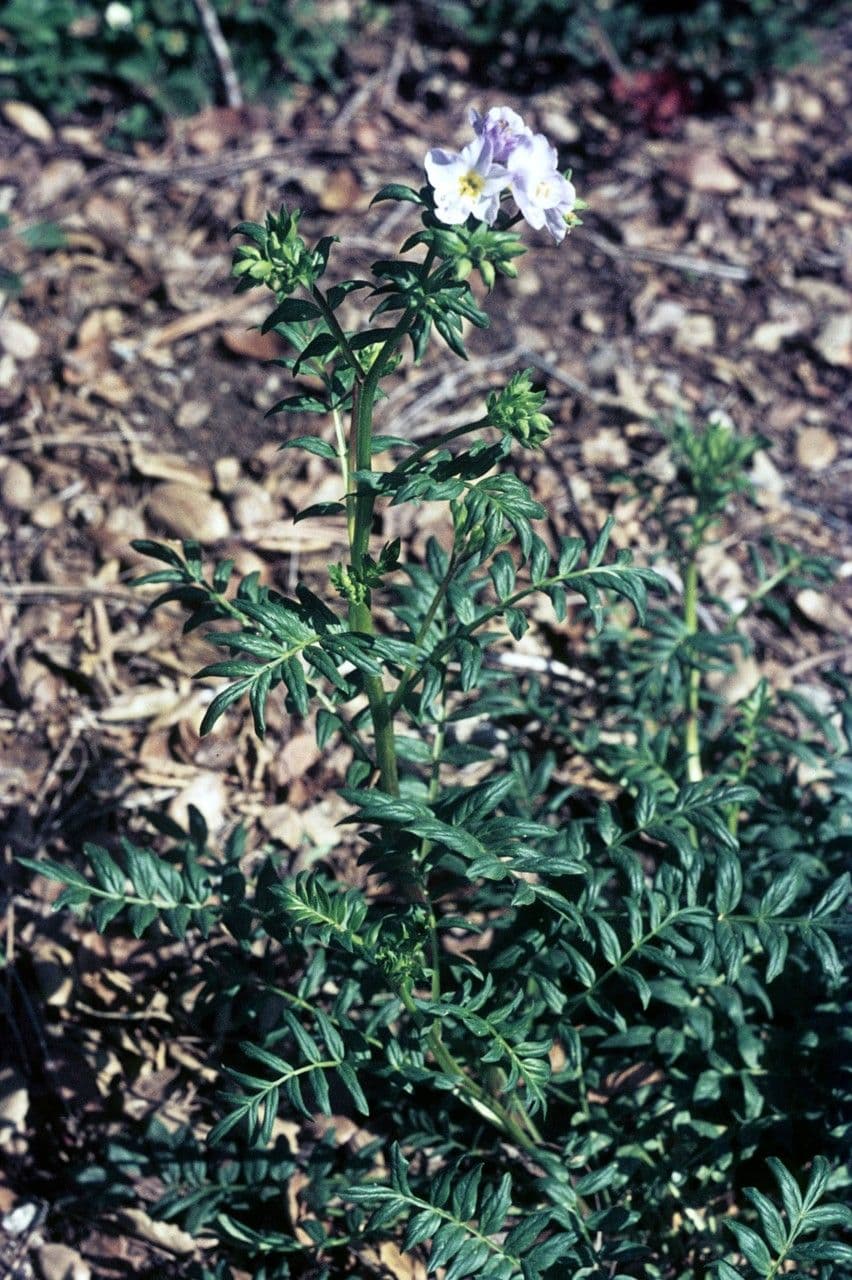 Polemonium 7