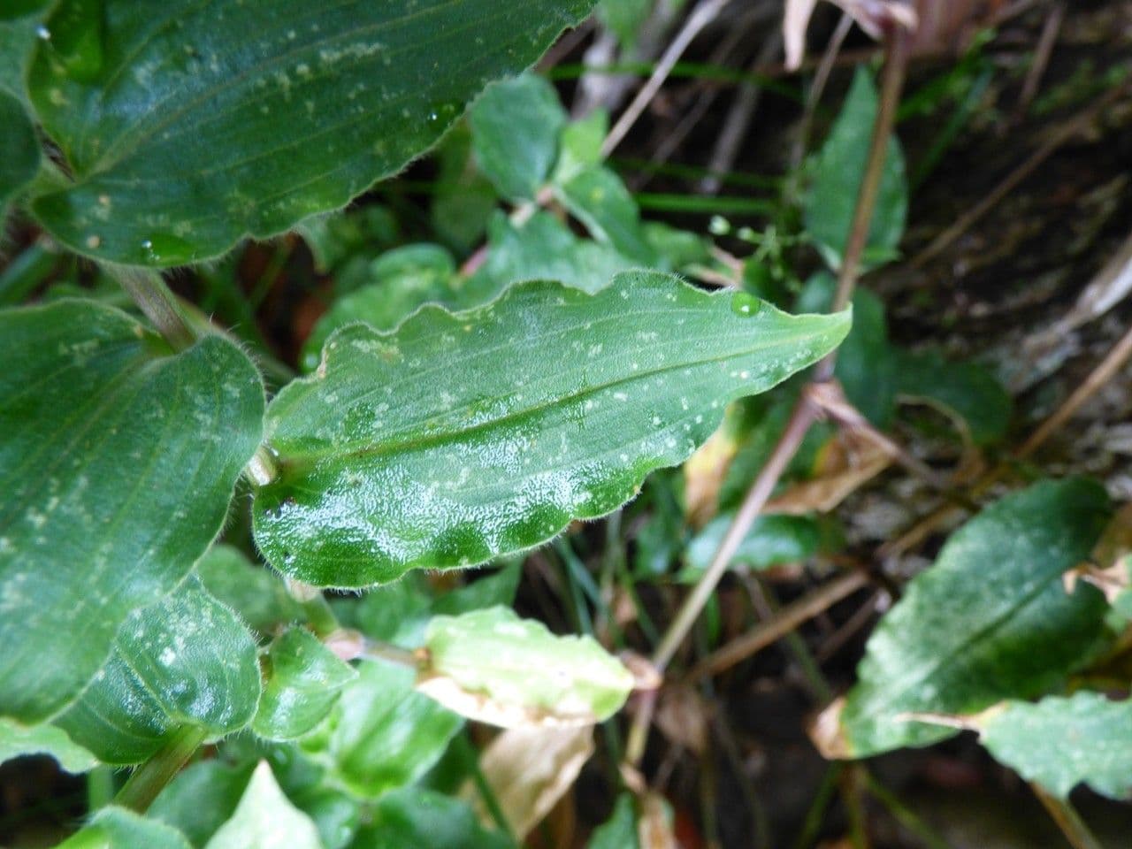 Commelina 14