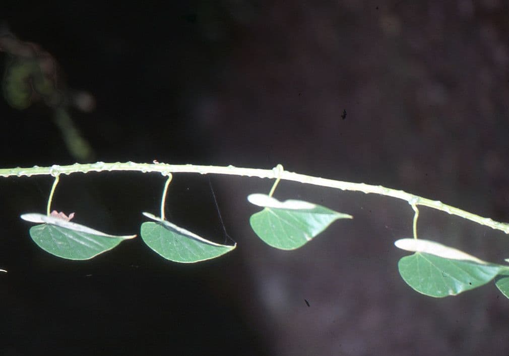 Tinospora 5