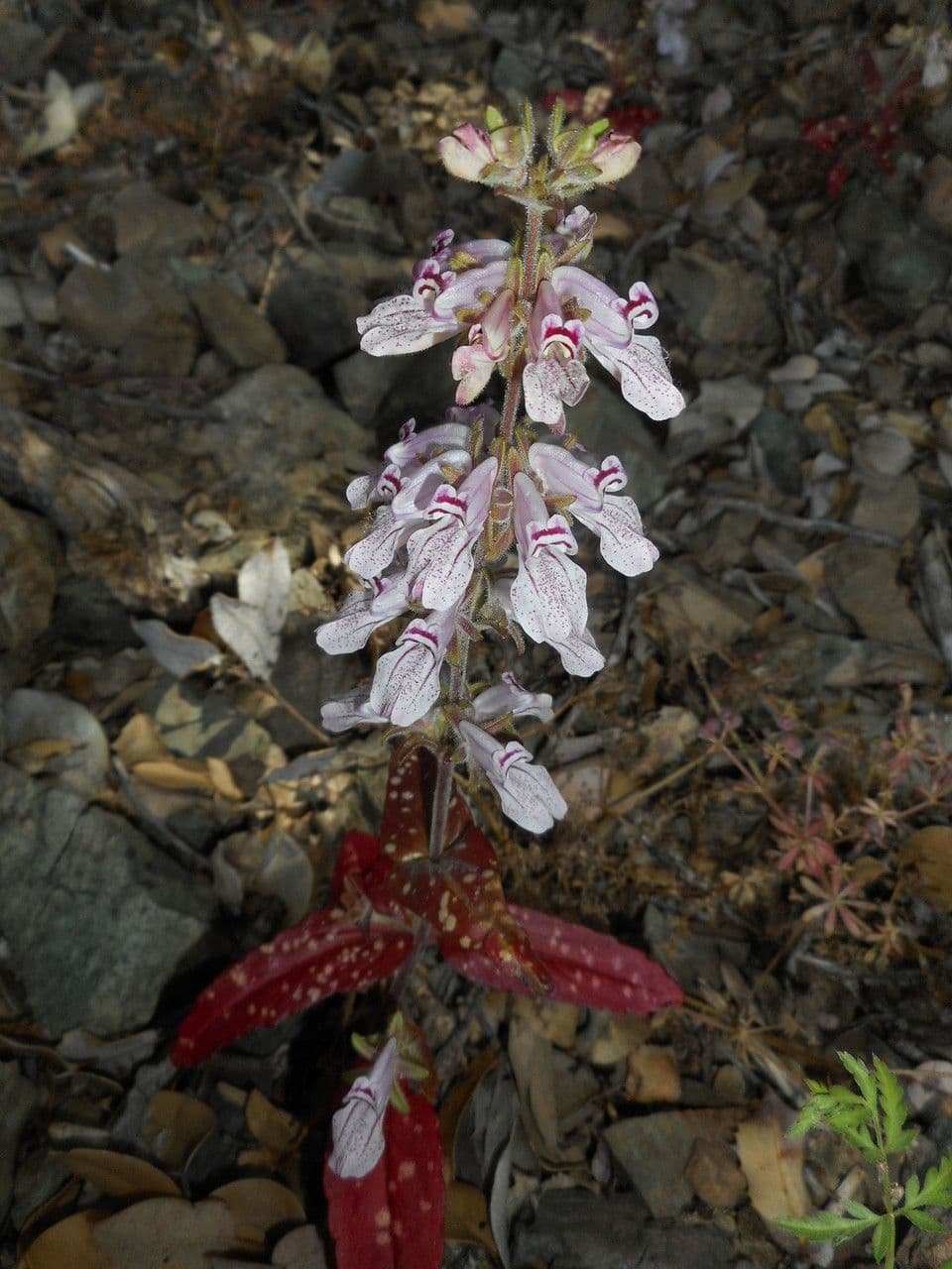 Collinsia tinctoria 8