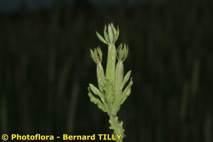 Legousia hybrida 19