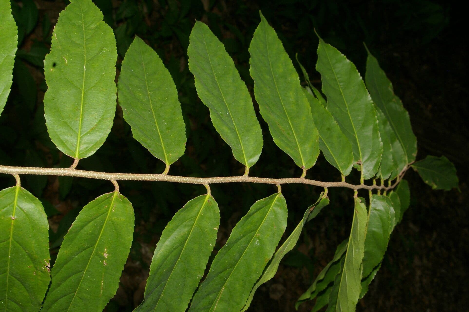 Xylosma 5