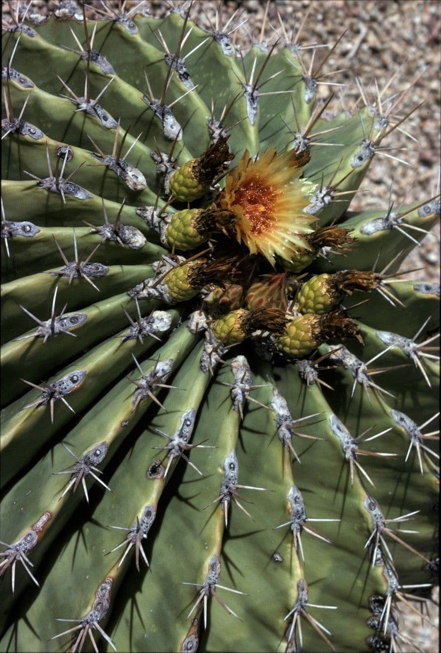 Ferocactus di Potts 3