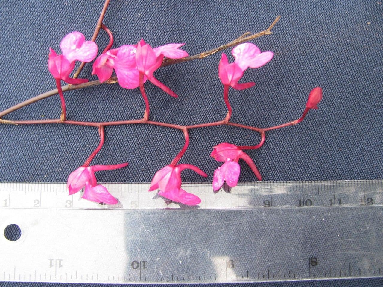 Orquídea caracol 15