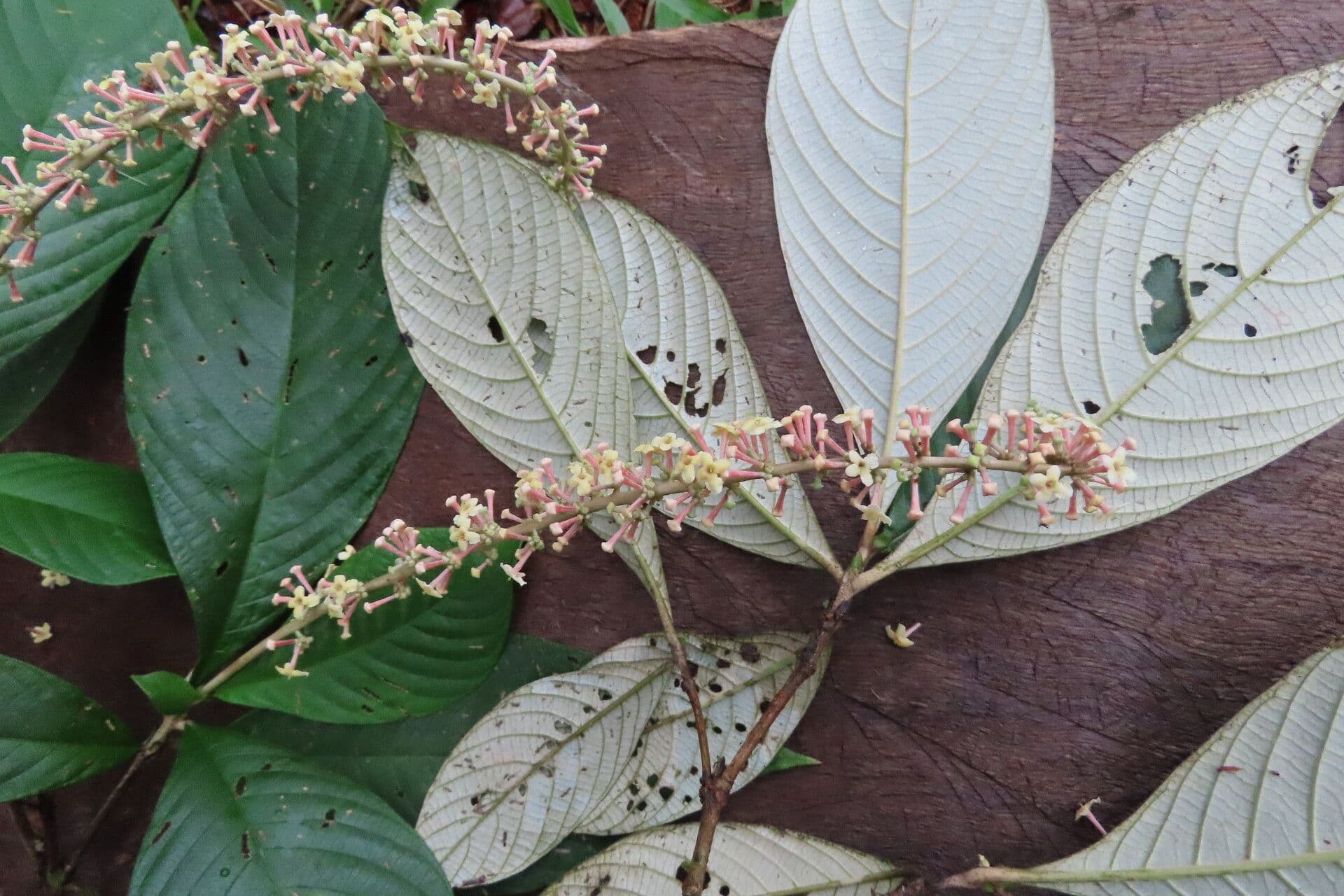 Arachnothryx buddlejovitý 11