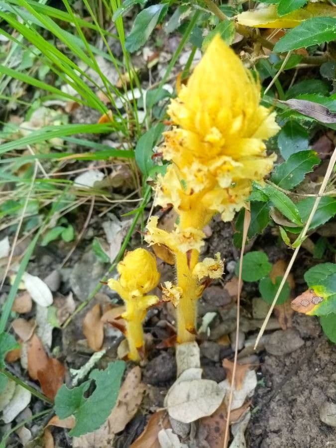 Rafio a fiori gialli 5