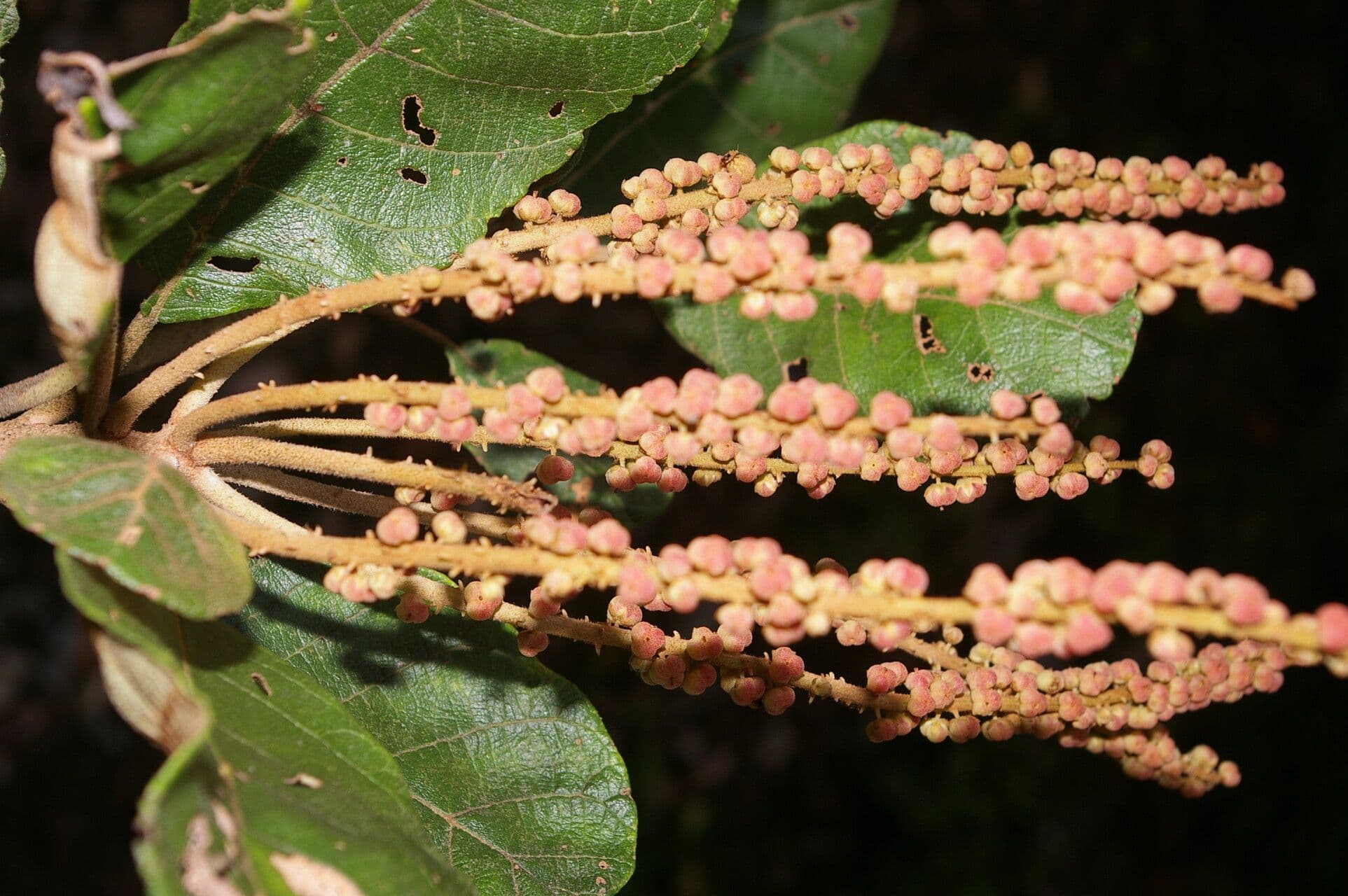 Clethra 2