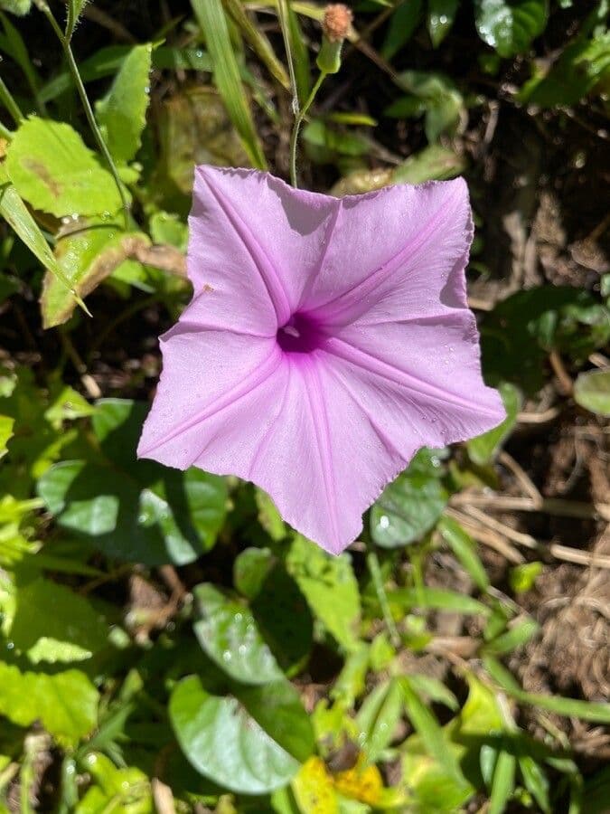 Ipomoea setifera 3