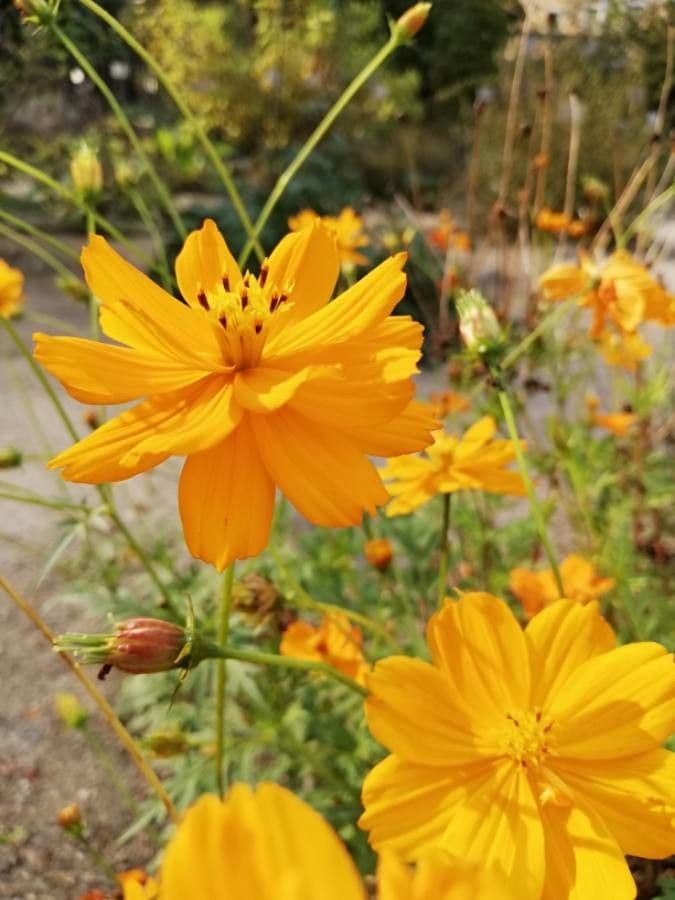 Schwefel-Cosmos 7