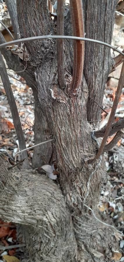 Bystropogon 13