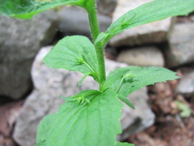 Lobelia 25
