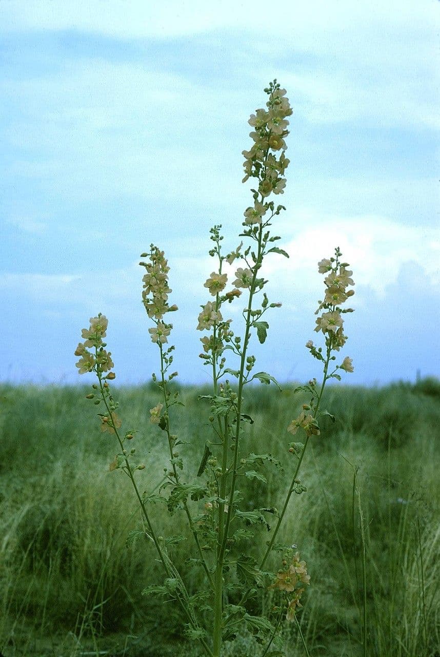 Kugelschön 10