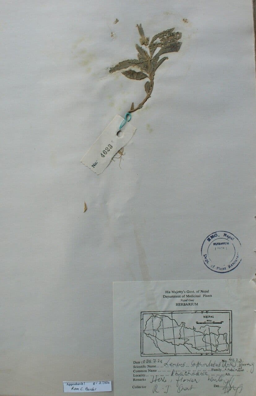 Leucas 8