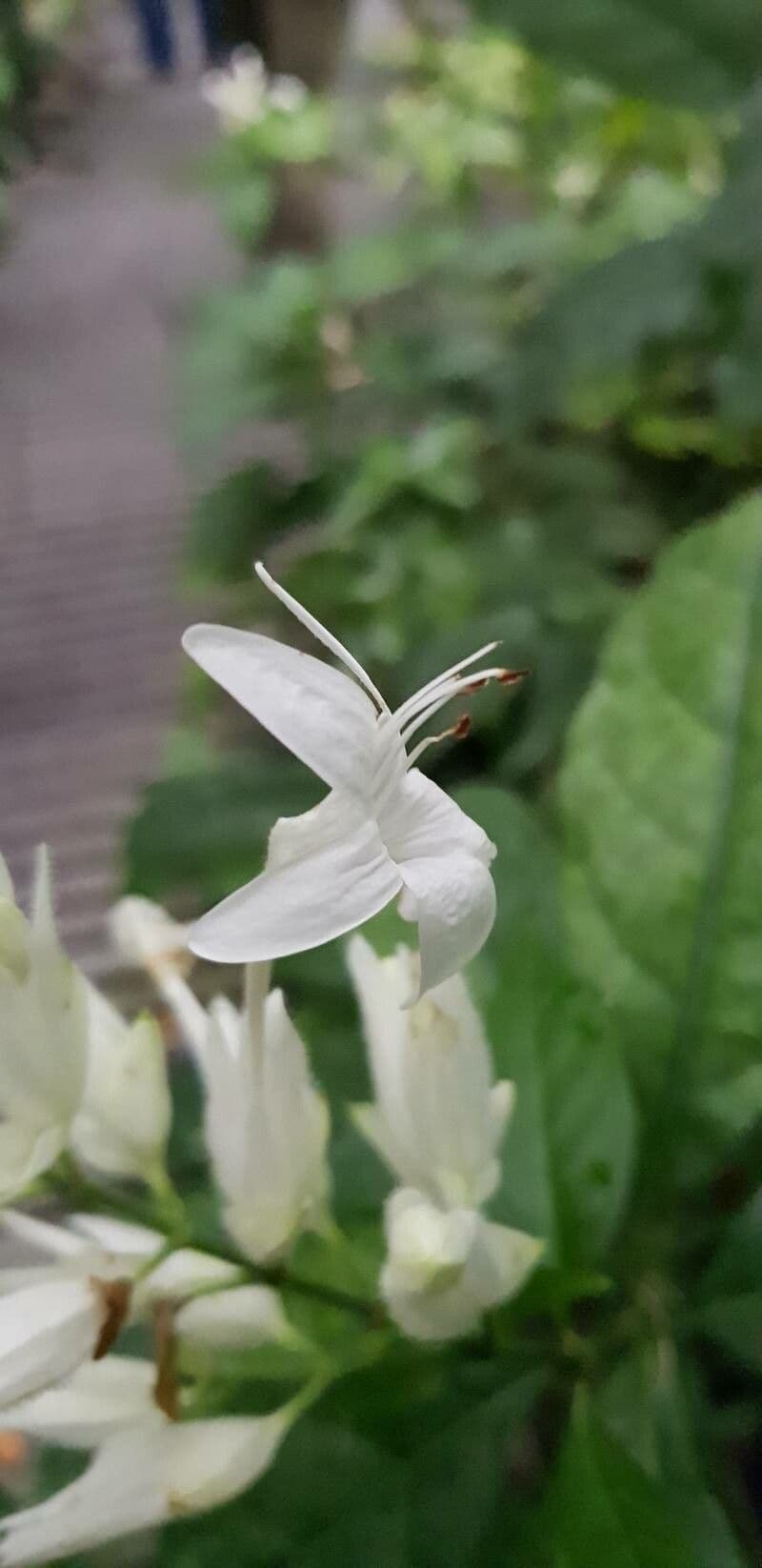Whitfieldia 2