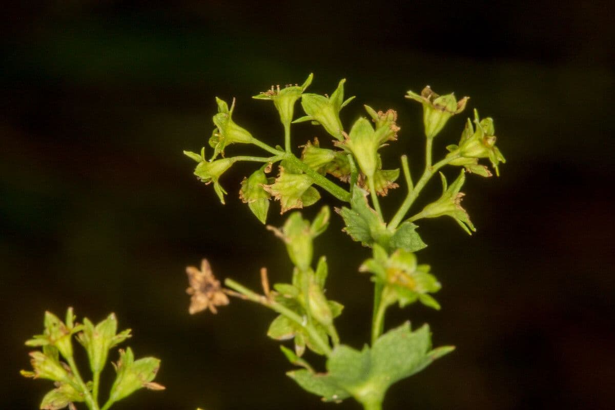 Alchemilla glabra