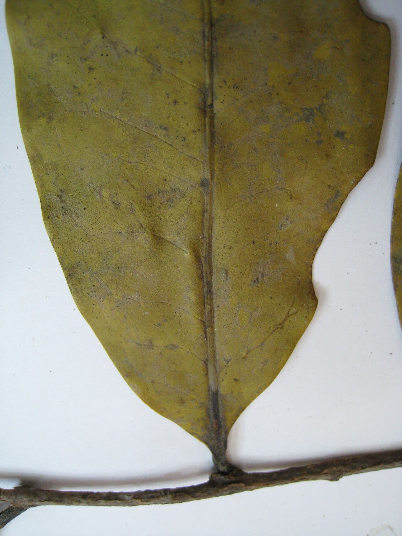 Moutabea