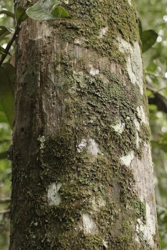 Elaeoluma 2
