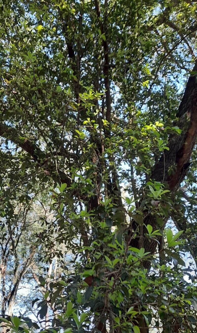 Cordia 2