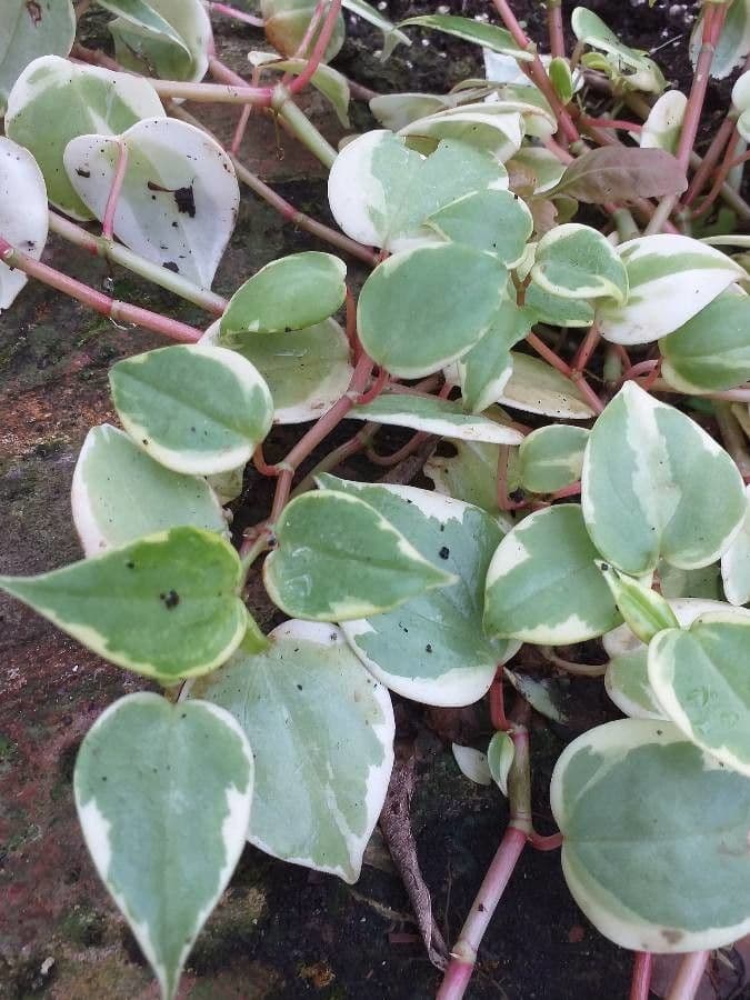 Peperomia 2