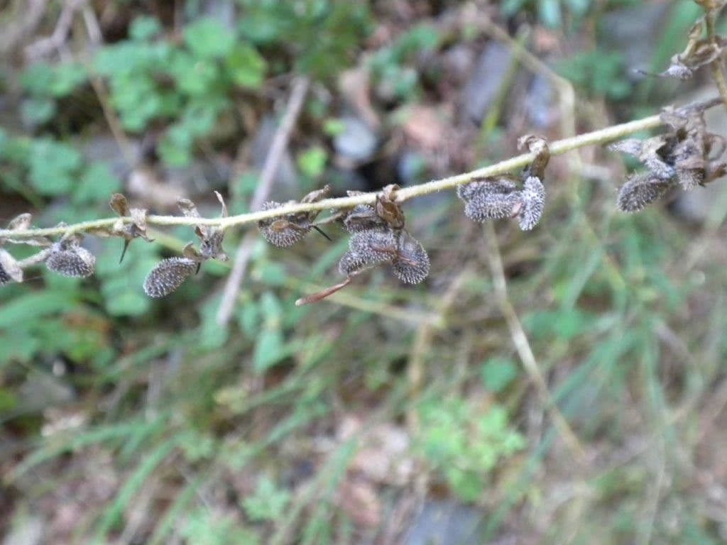 Lingua di cane tedesca 3
