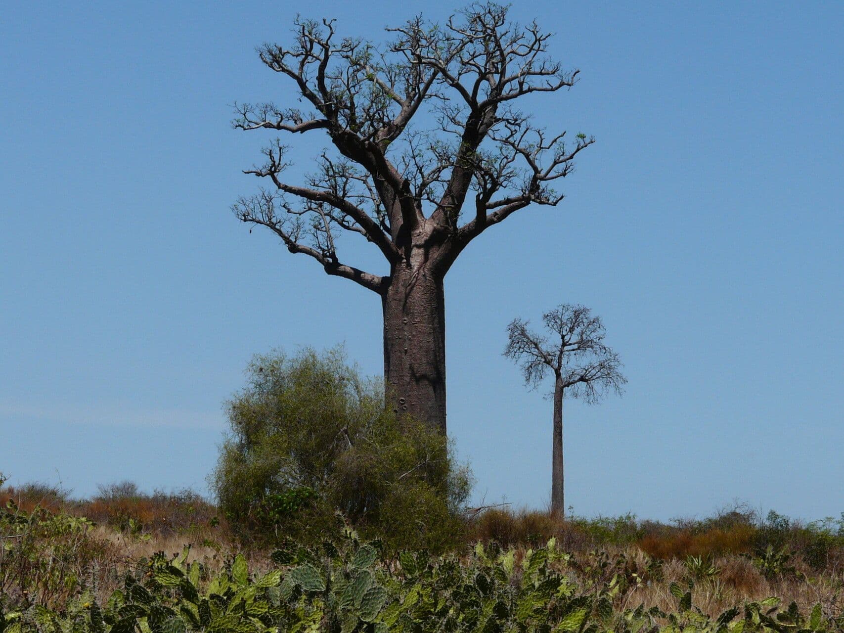 Baobab 13