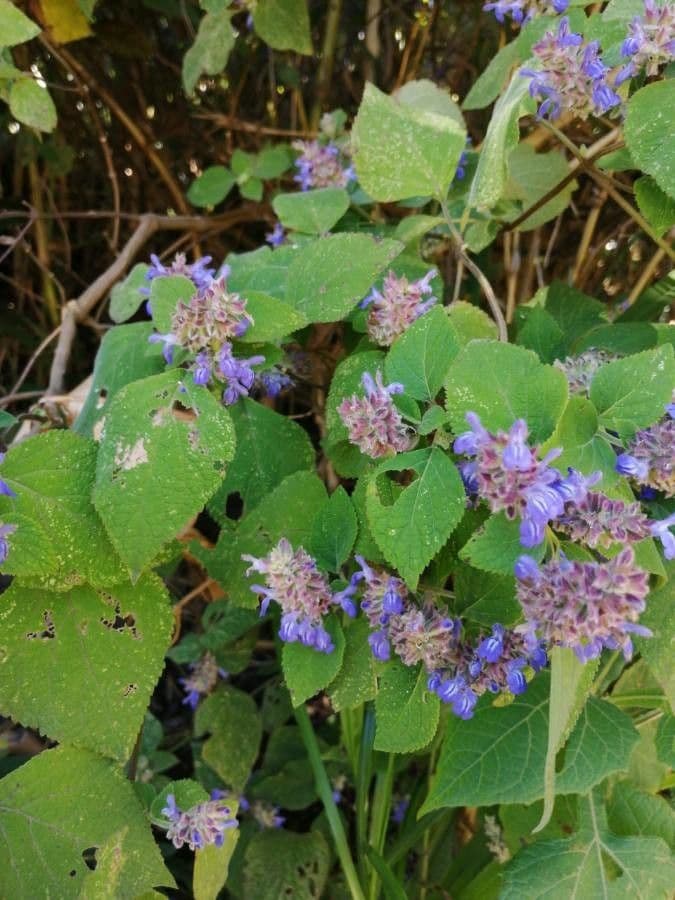 Salvia 4
