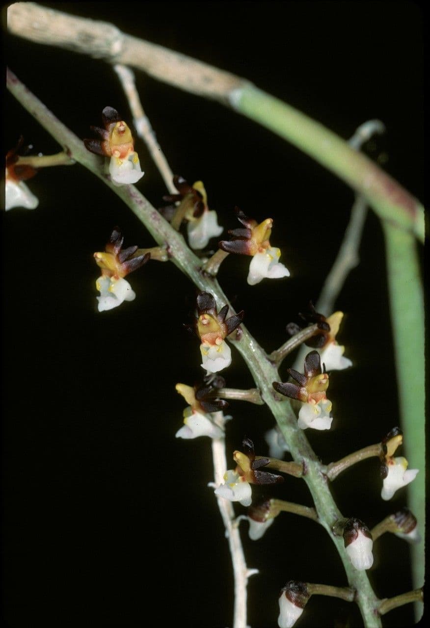 Cleisostoma 4