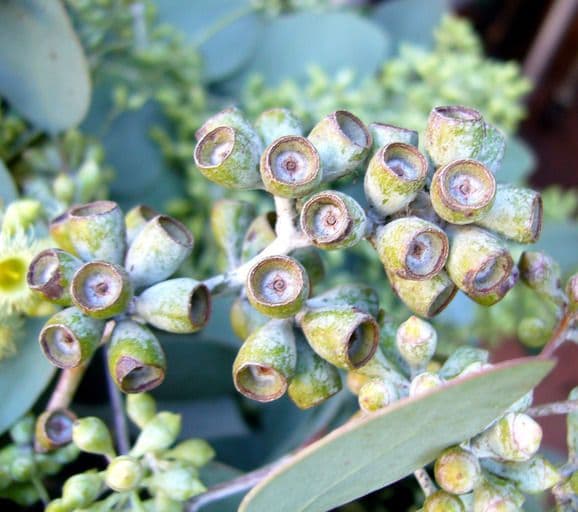 Vielblütiger Eukalyptus 4