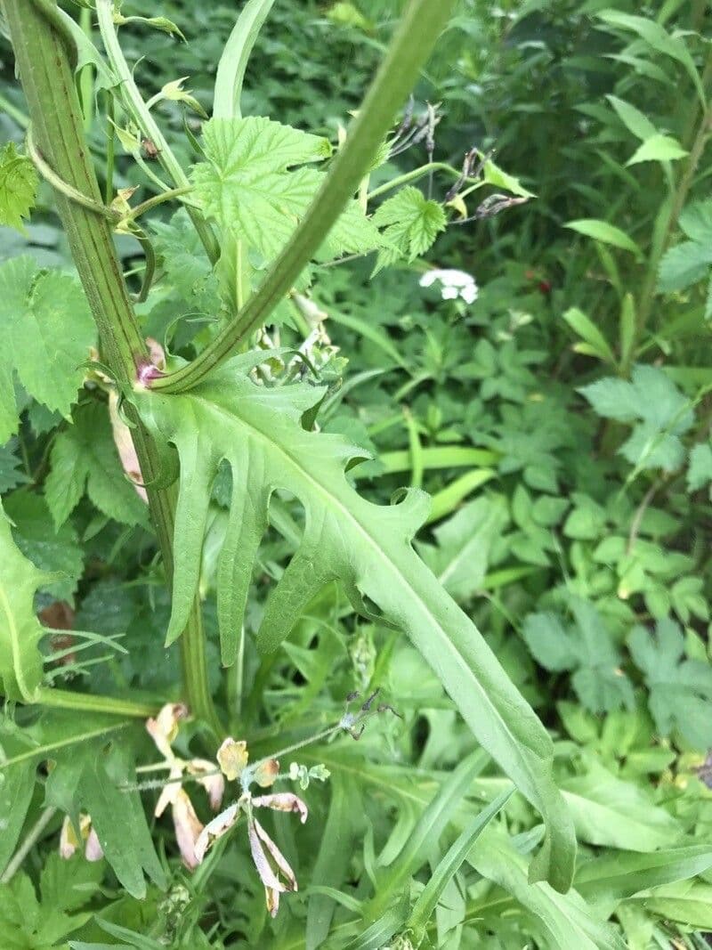 Radicchiella bienne 19