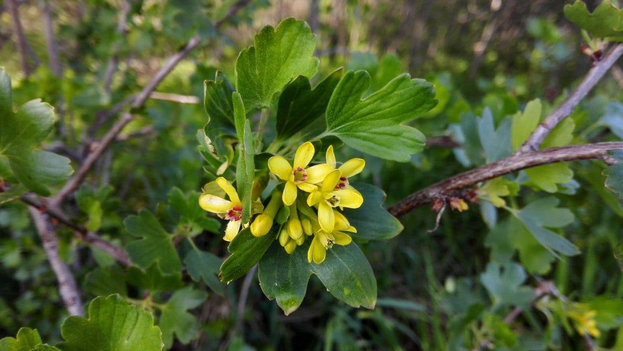 Ribes aureo 7