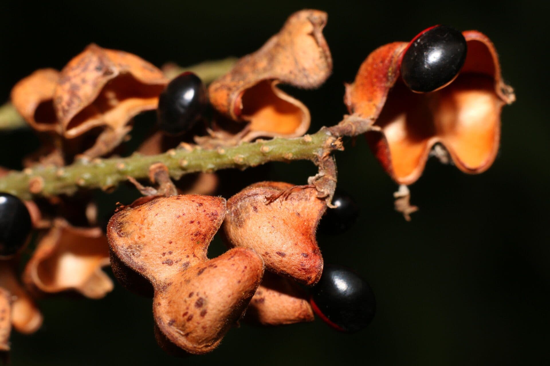 Rhynchosia