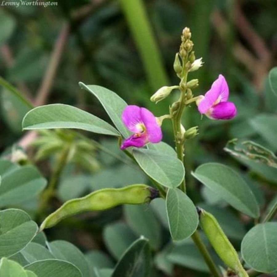 Tephrosia 8