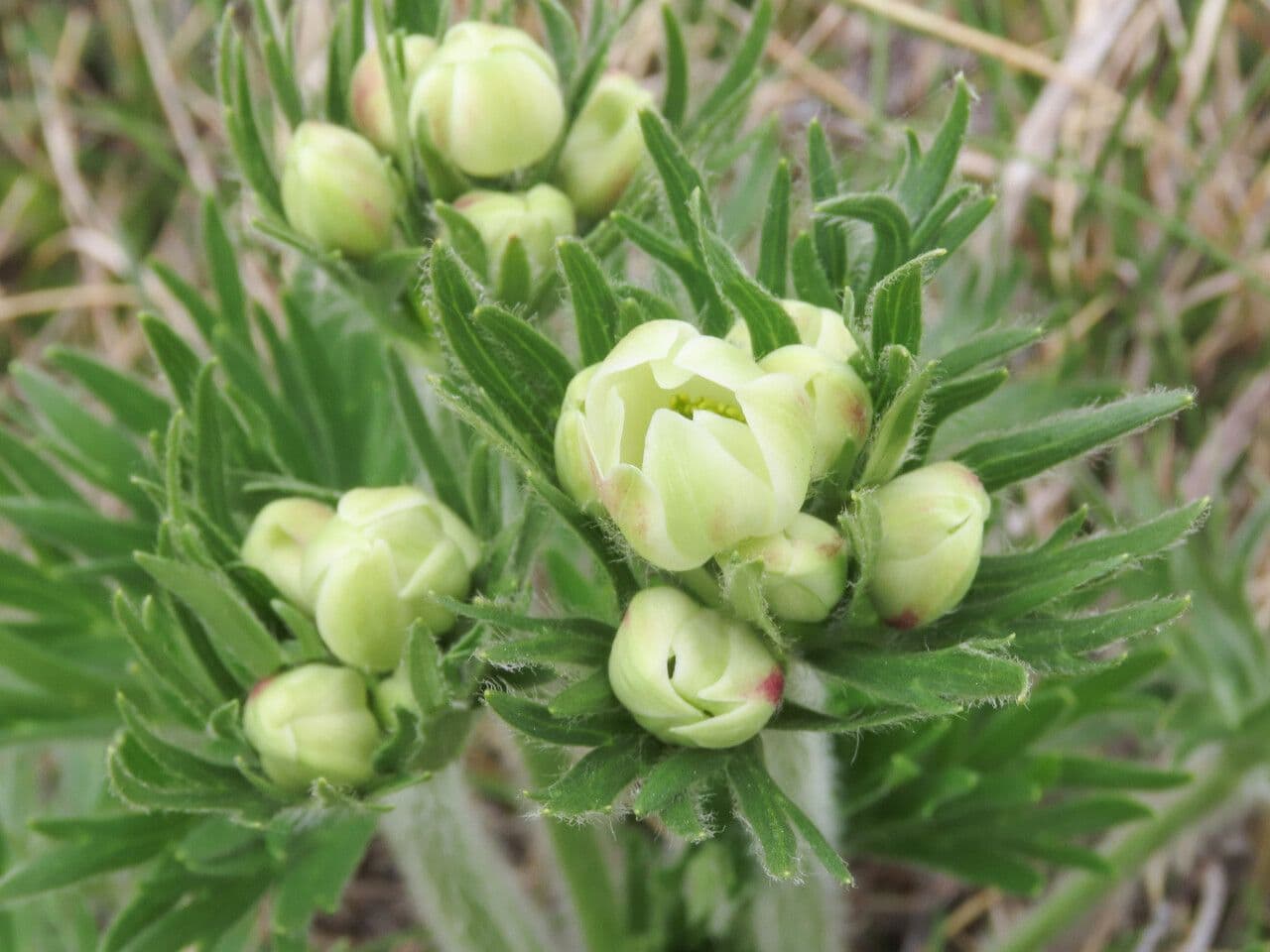 Anemone narcissiflora 8