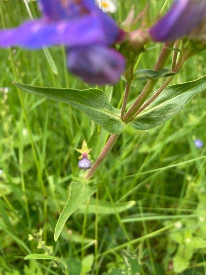 Penstemon eterofillo 13