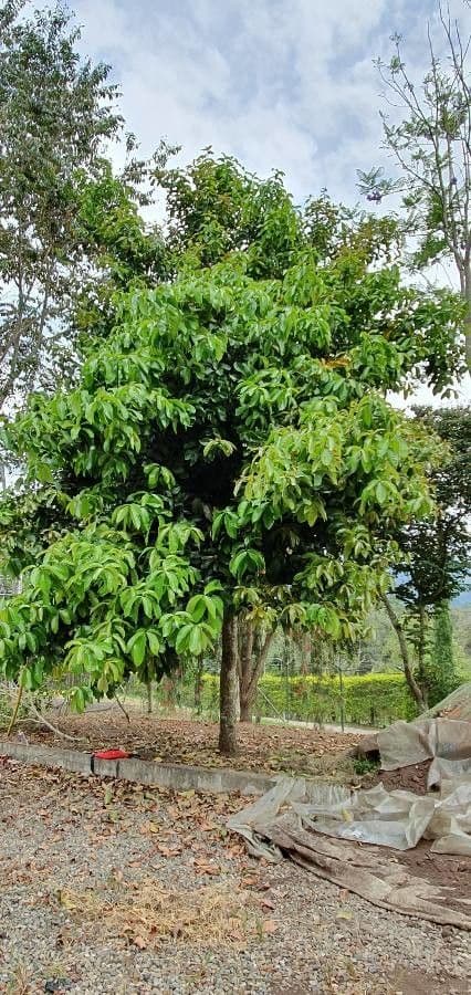 Syzygium malaccense 11