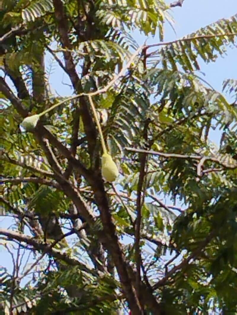 Parkia 4