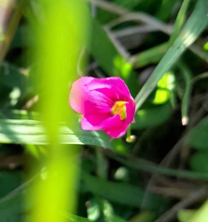 Acetosa