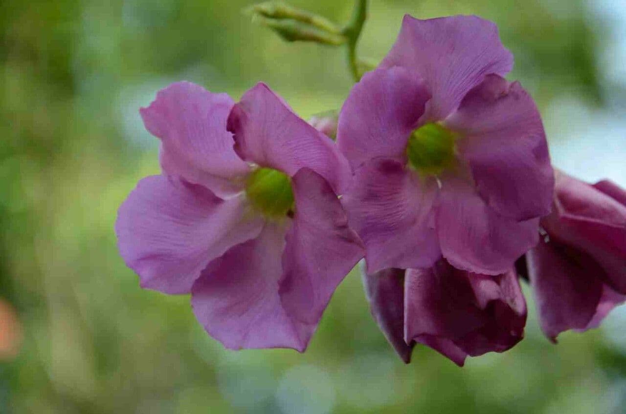 Temnadenia violacea 4