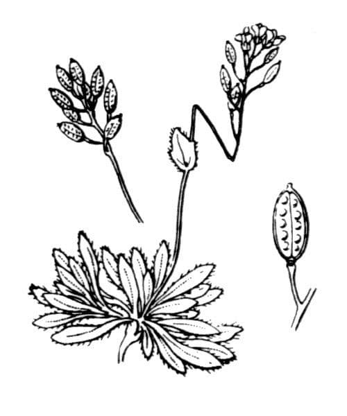 Draba di Fladnitz 7