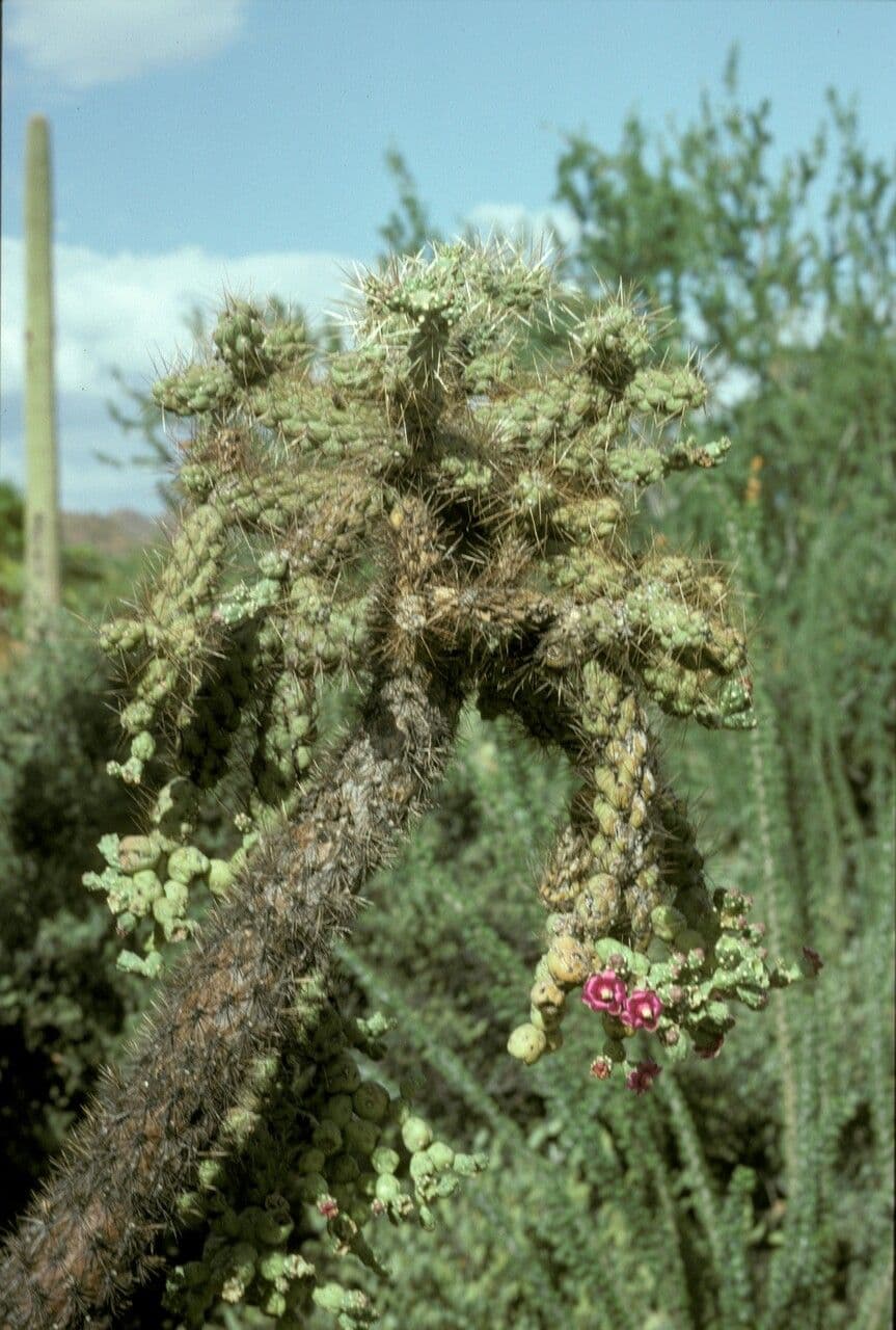 Feuer-Cholla 6