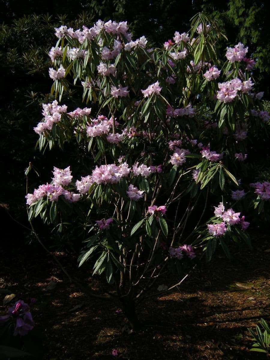 Rhododendron 6