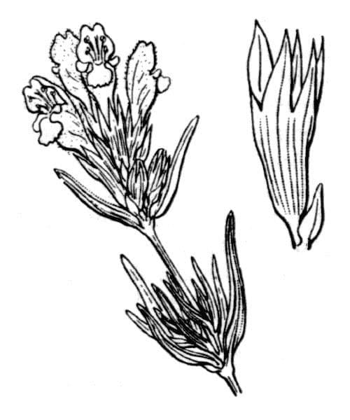 Ruysch-Dragonkopf 22